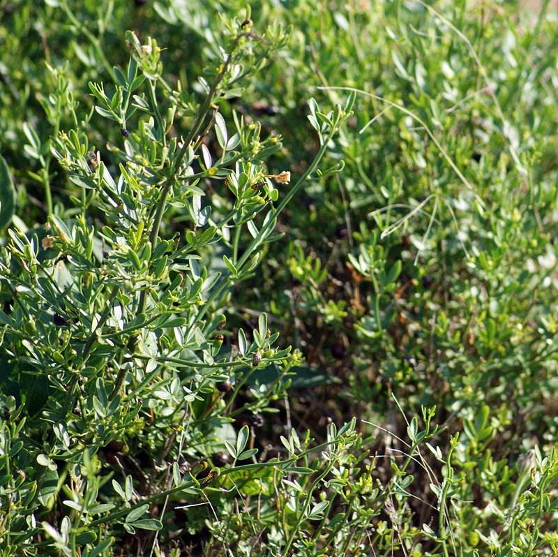 Изображение особи Jasminum fruticans.