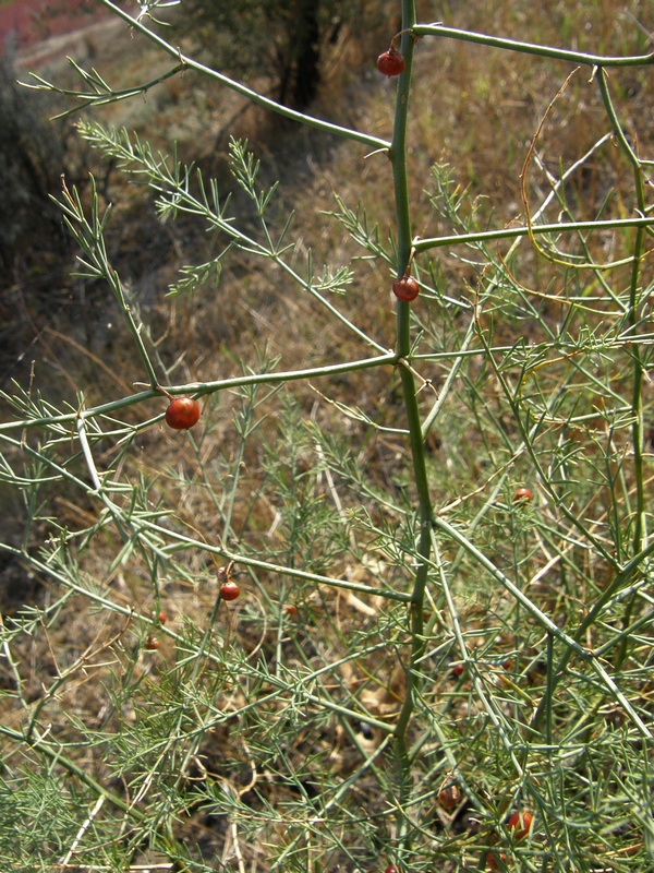 Image of Asparagus officinalis specimen.