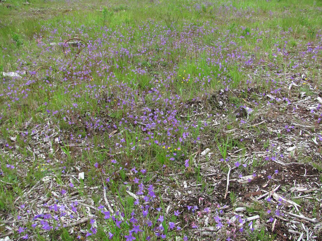 Изображение особи Campanula patula.