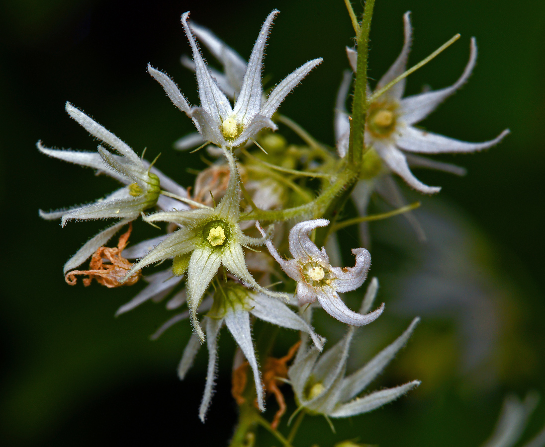 Изображение особи Echinocystis lobata.