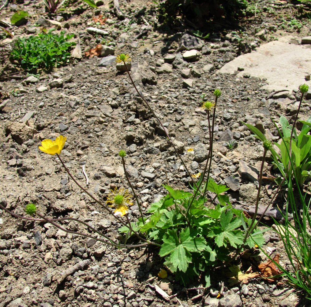 Image of Ranunculus oreophilus specimen.