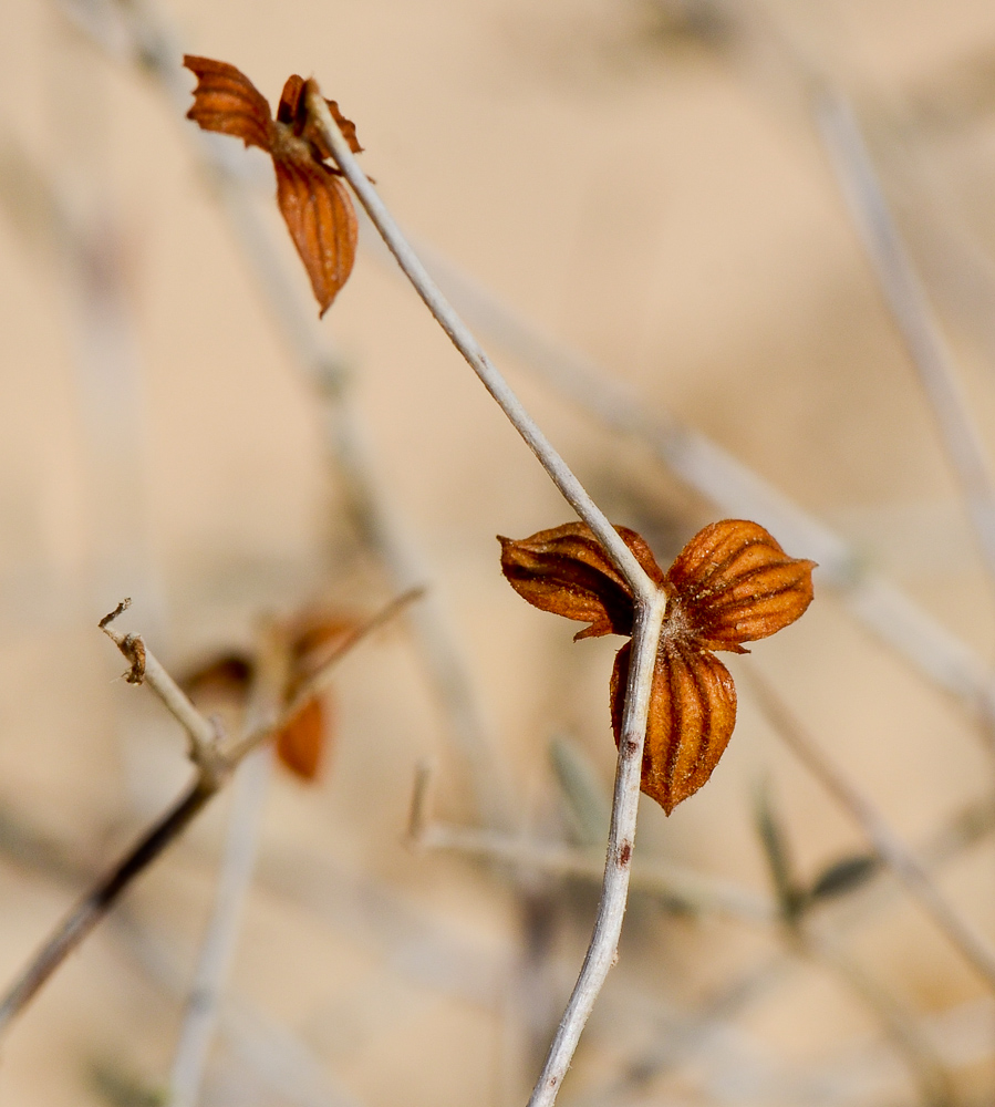 Image of Helianthemum sancti-antonii specimen.