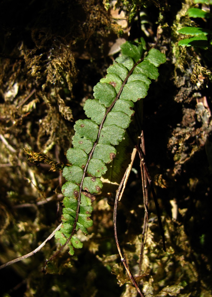 Image of Asplenium trichomanes specimen.