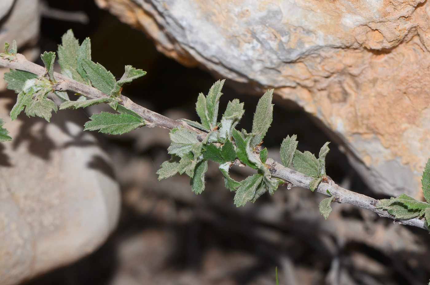 Image of Cerasus prostrata specimen.