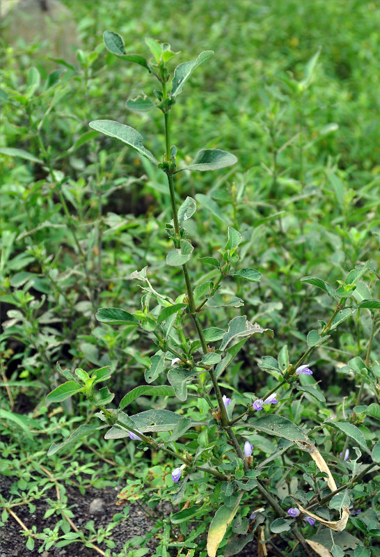 Image of Hygrophila ringens specimen.