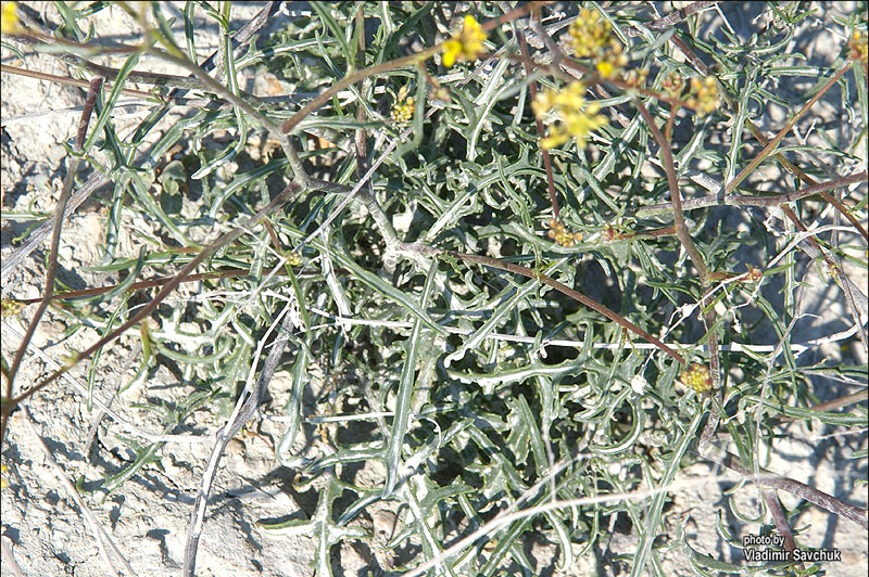 Изображение особи Erucastrum cretaceum.
