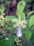 Rotheca myricoides