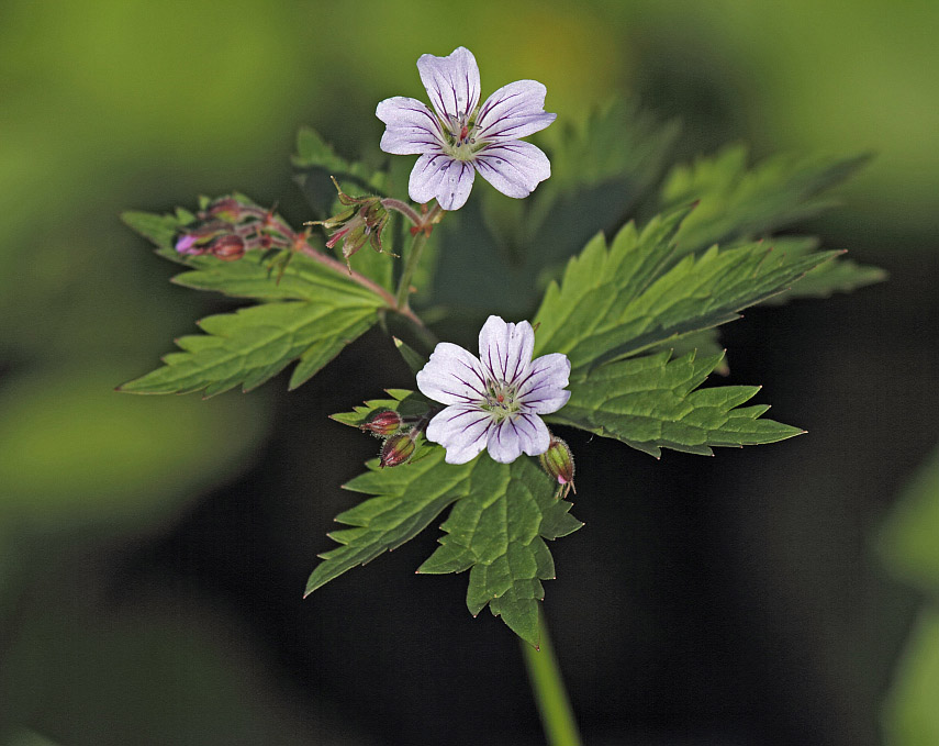 Image of Geranium krylovii specimen.