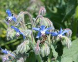 Borago officinalis