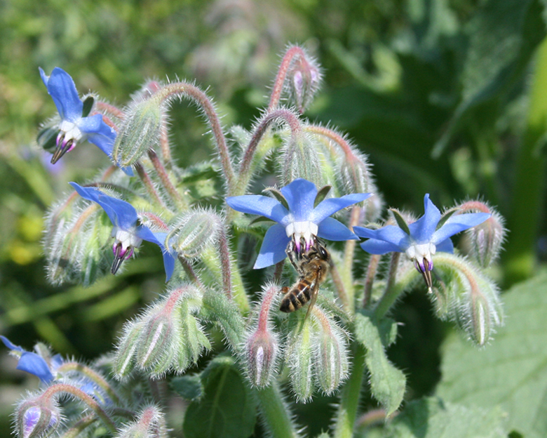 Изображение особи Borago officinalis.