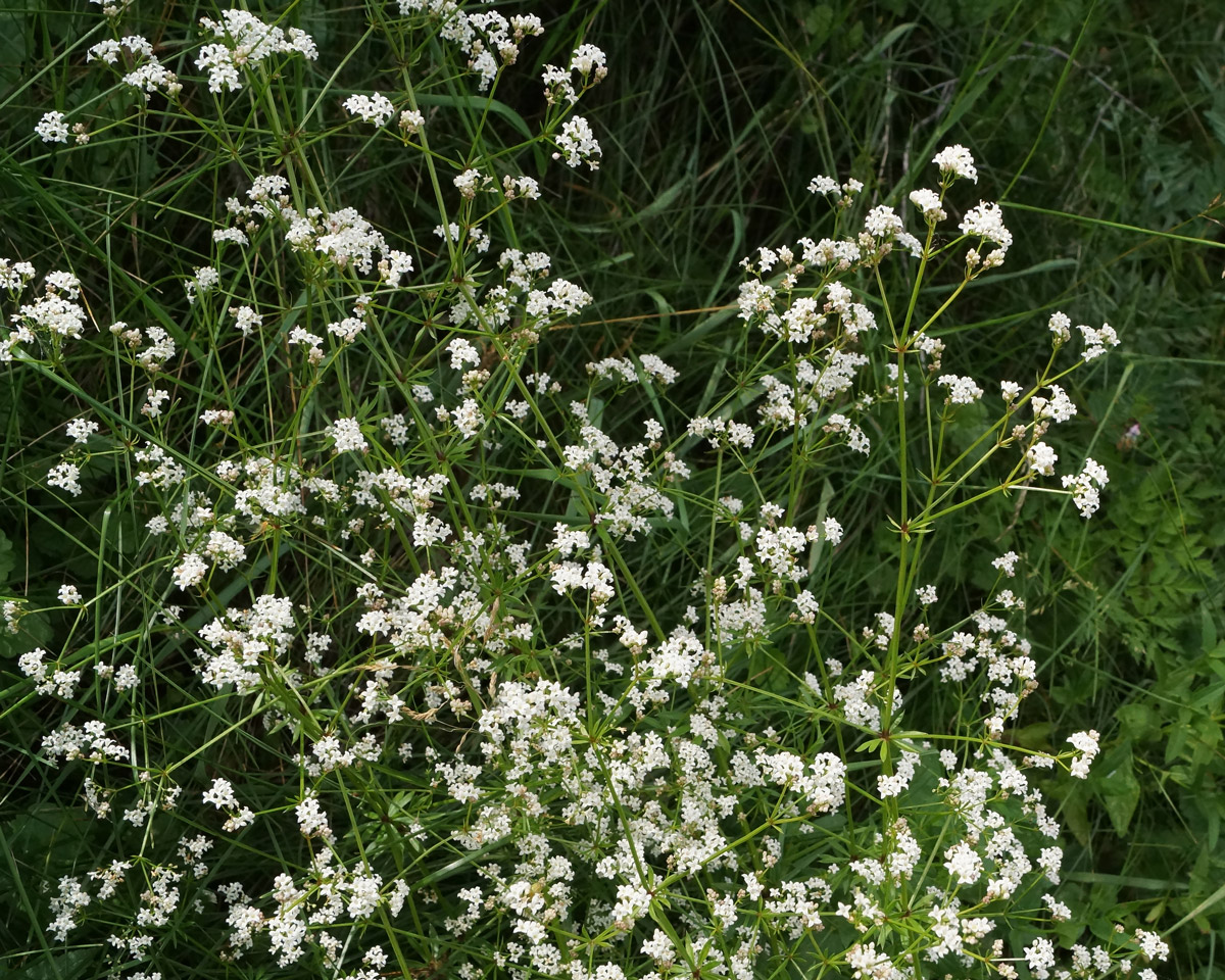 Image of Galium pseudorivale specimen.