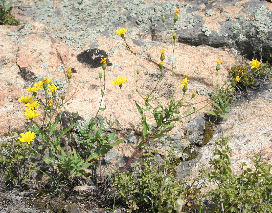 Image of Hieracium virosum specimen.