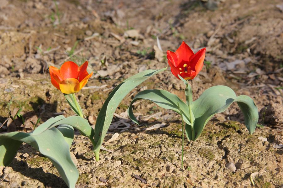 Image of Tulipa uzbekistanica specimen.