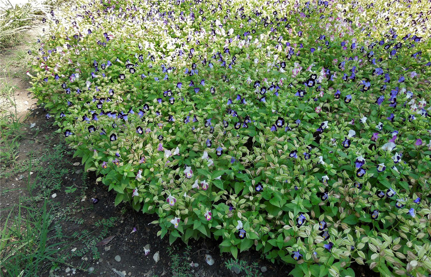 Изображение особи Torenia fournieri.