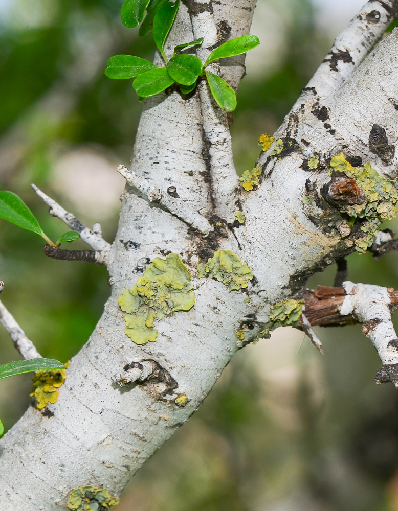 Image of Rhamnus lycioides specimen.