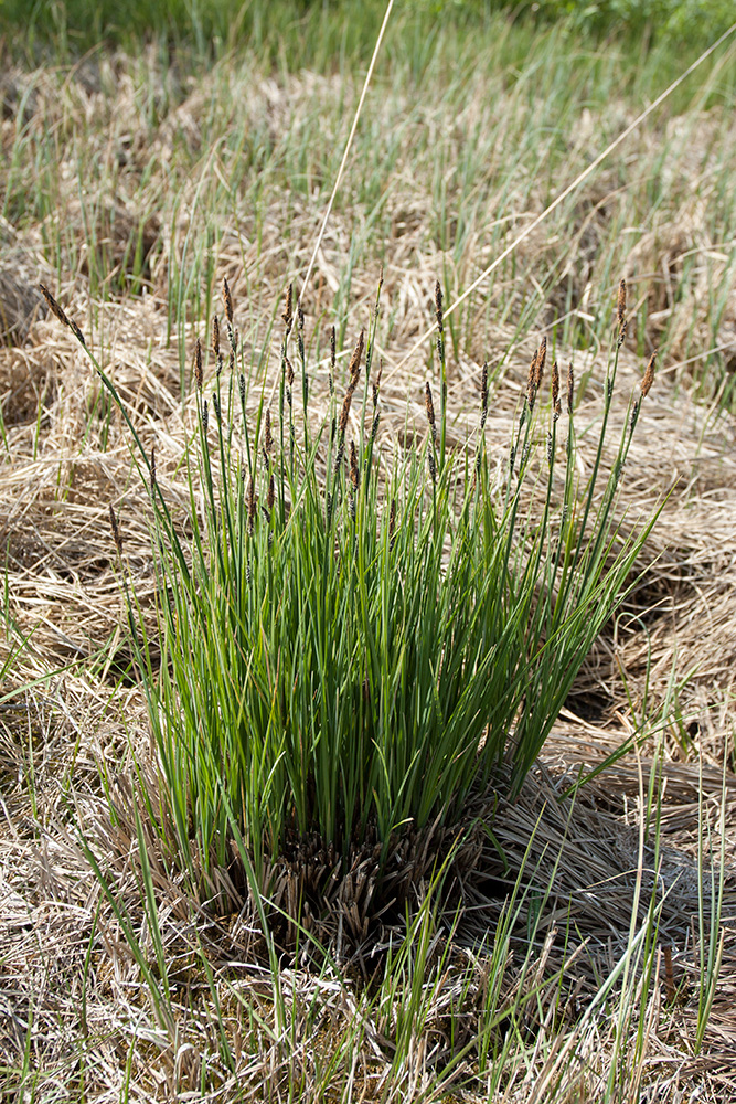 Image of Carex elata specimen.