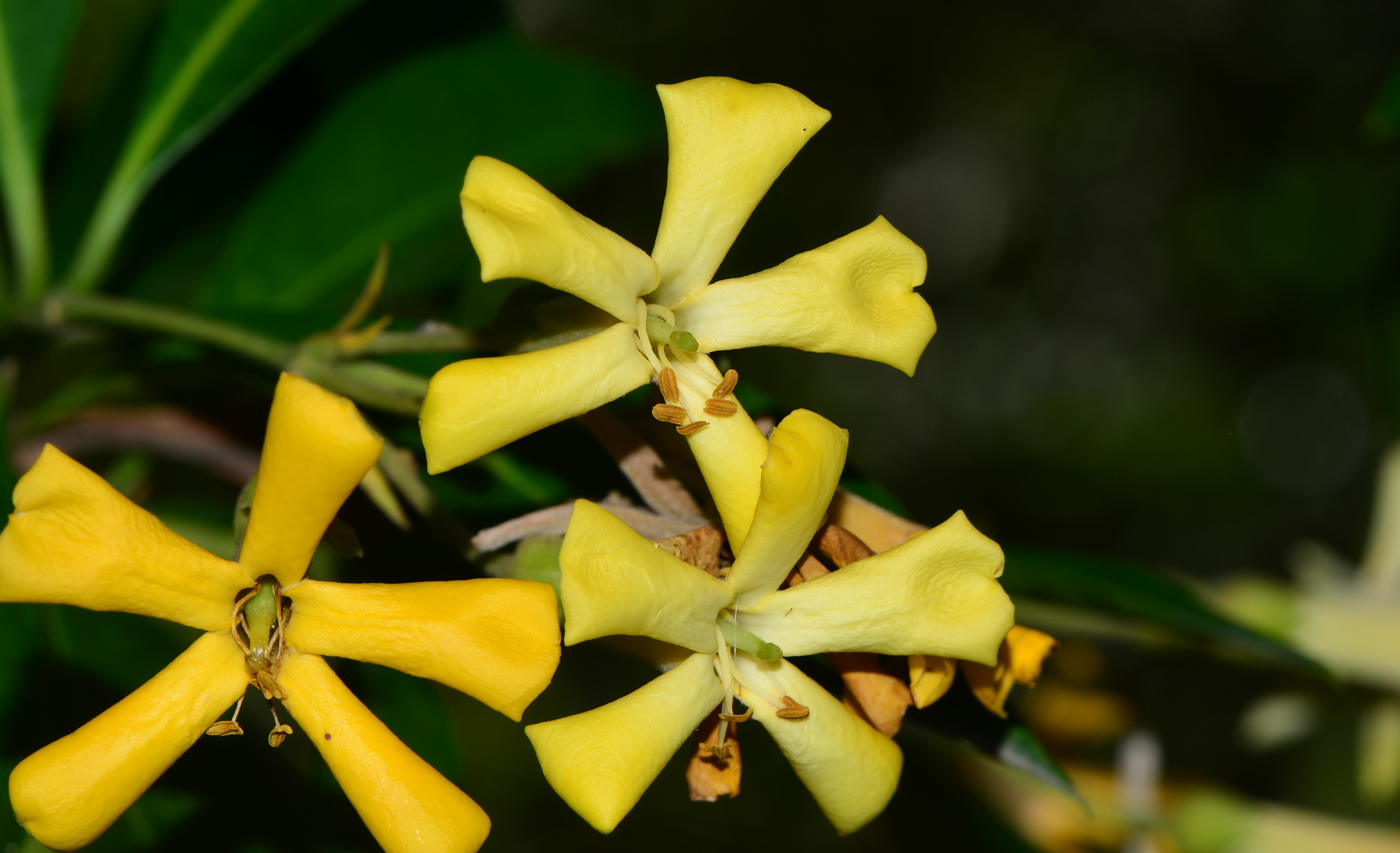 Изображение особи Hymenosporum flavum.