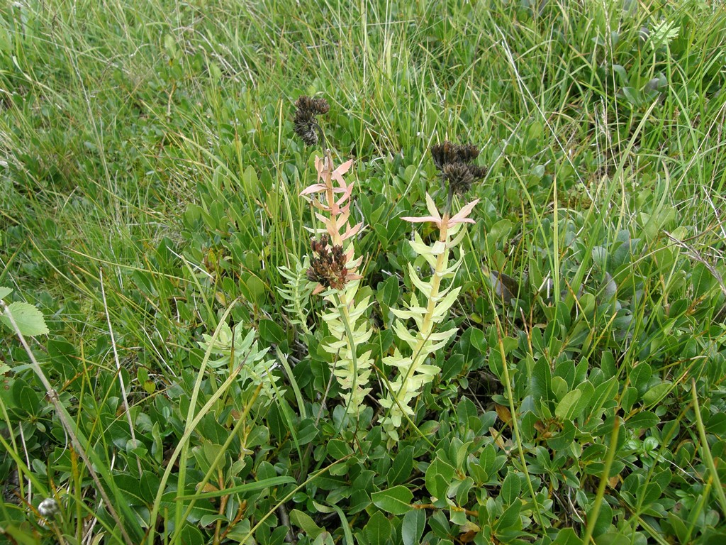 Image of Rhodiola rosea specimen.