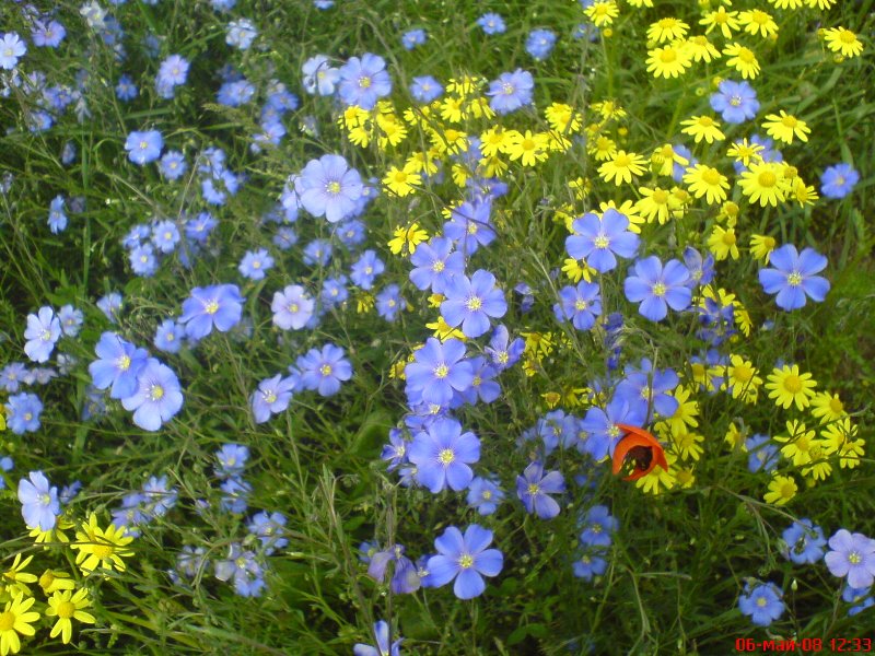 Image of Linum austriacum specimen.