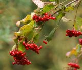 Viburnum opulus