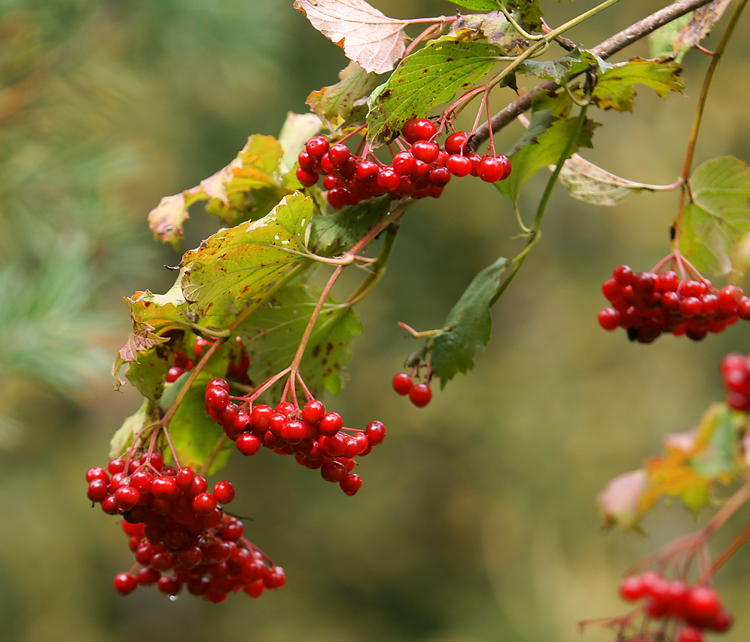 Image of Viburnum opulus specimen.