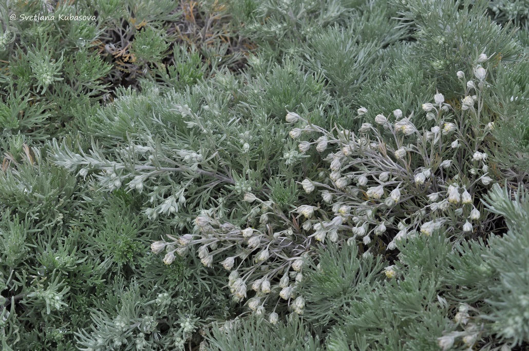 Изображение особи Artemisia schmidtiana.