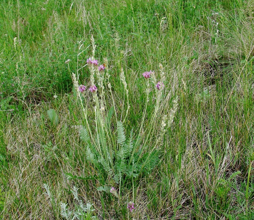 Image of Oxytropis strobilacea specimen.