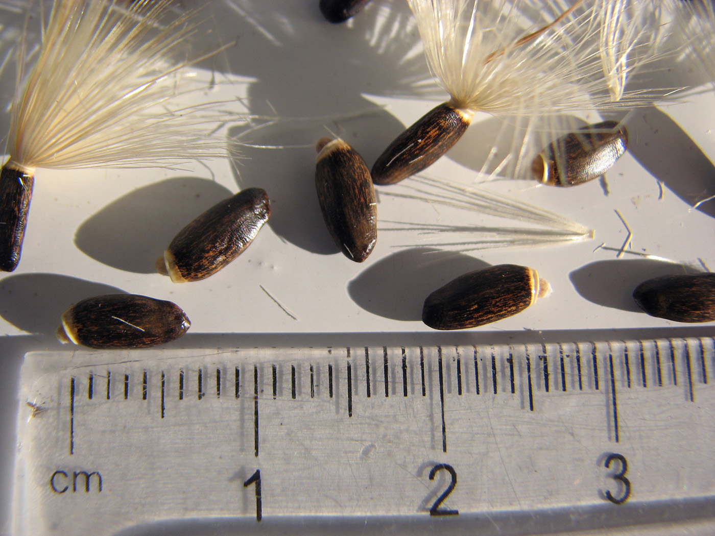 Image of Silybum marianum specimen.