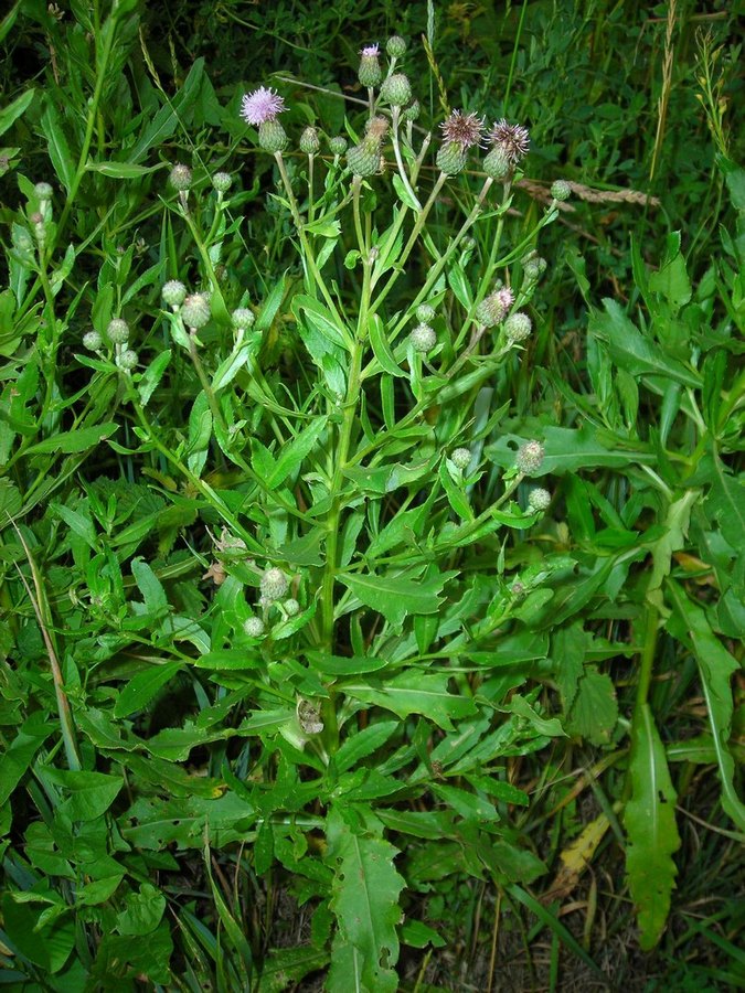 Image of Cirsium setosum specimen.