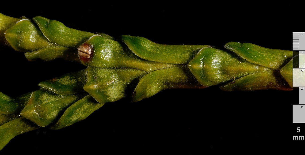 Image of Thuja standishii specimen.