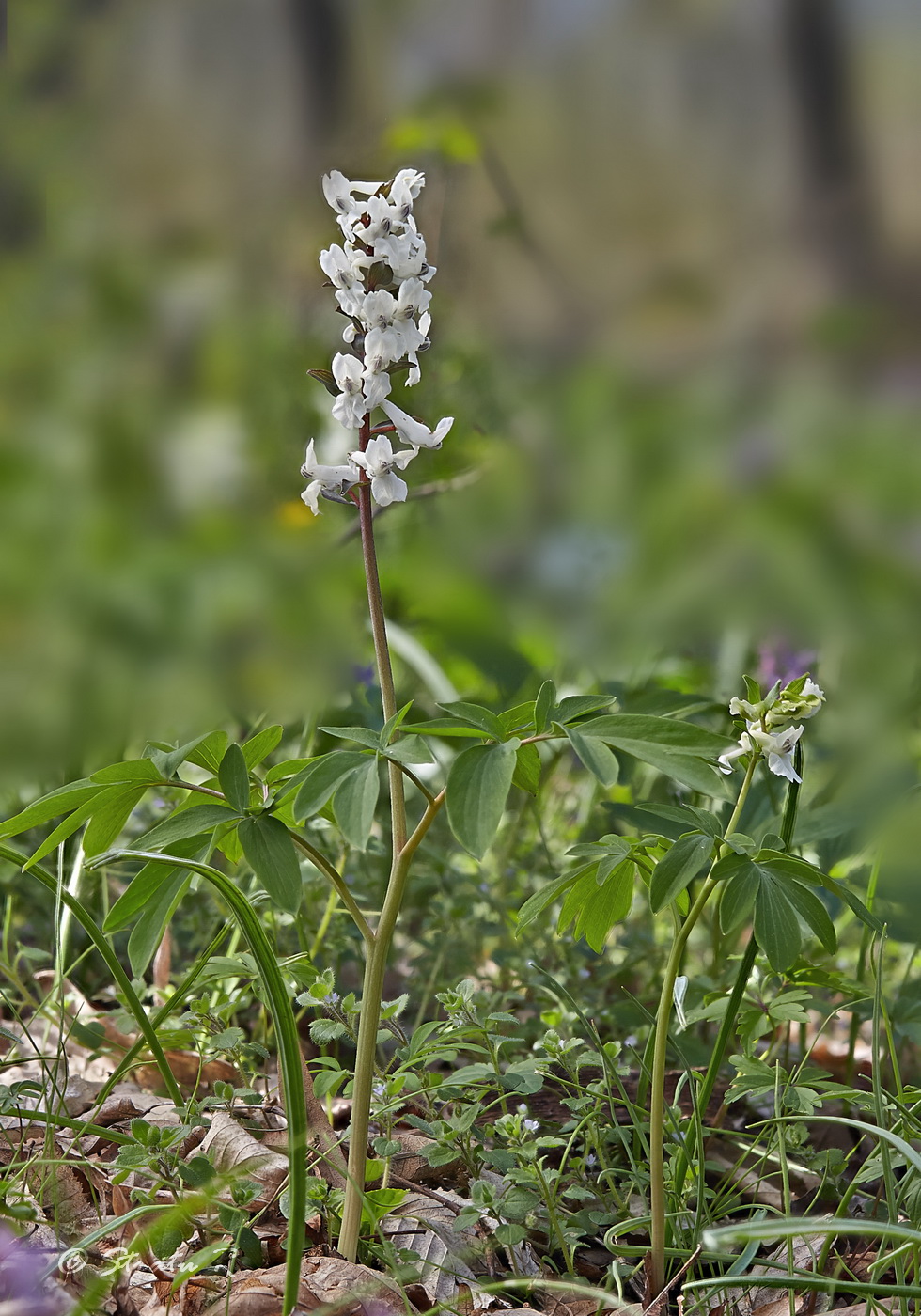 Изображение особи Corydalis cava.