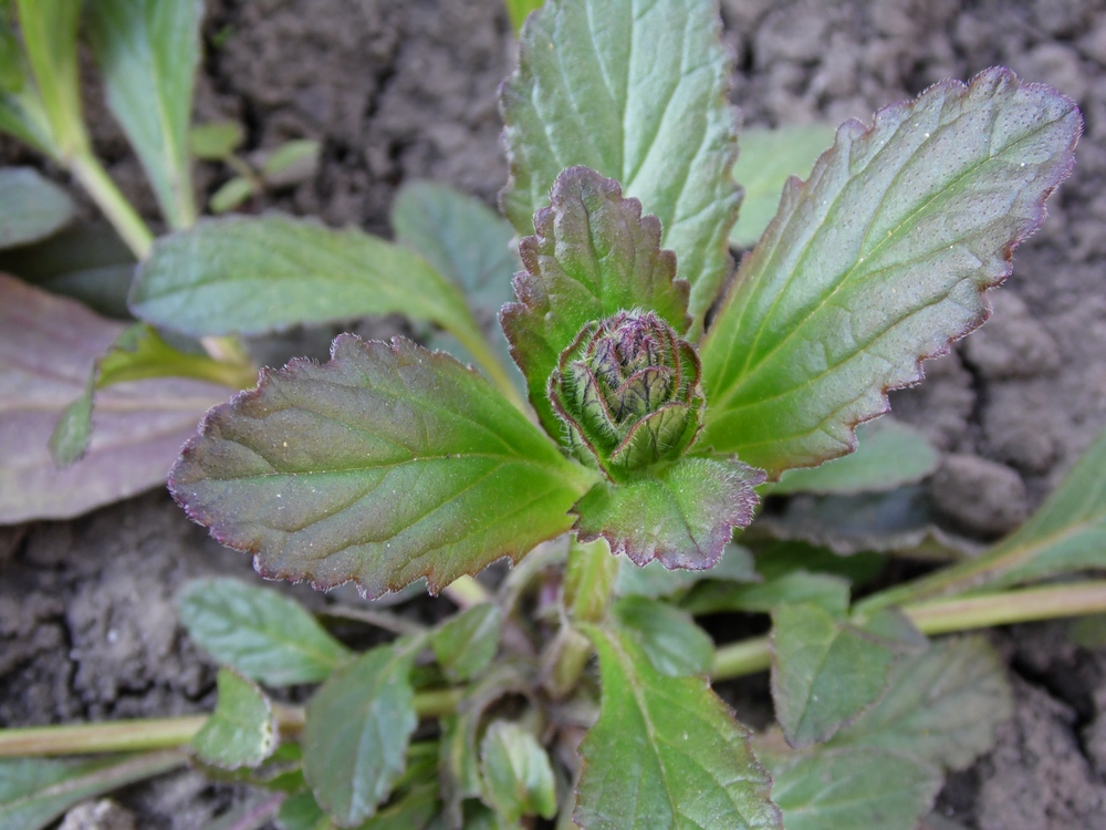 Image of Ajuga reptans specimen.