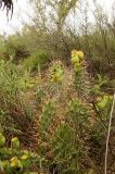 Opuntia sulphurea