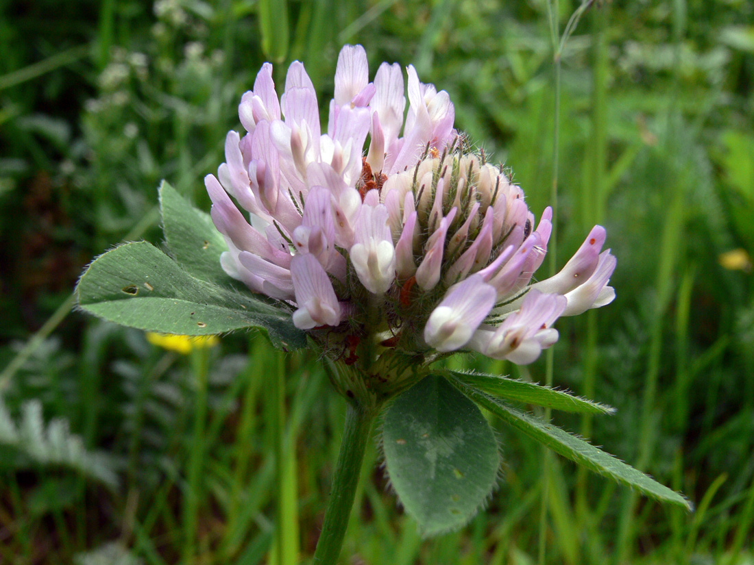 Изображение особи Trifolium pratense.