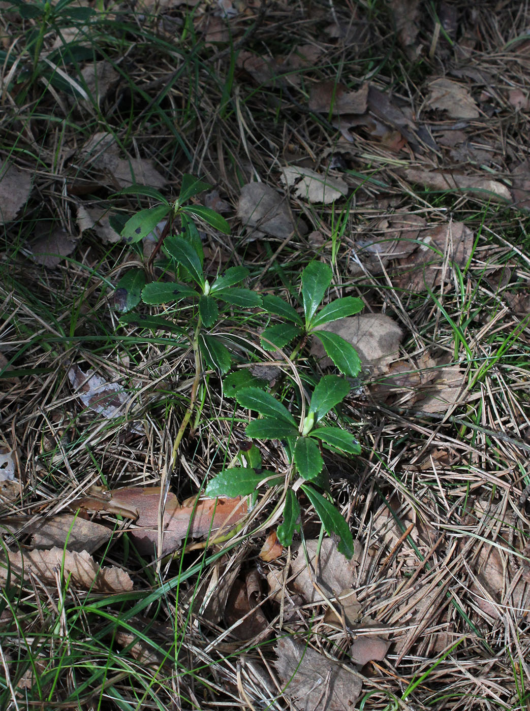 Изображение особи Chimaphila umbellata.