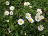 Bellis perennis. Цветущие растения. Москва, Воронцовский парк, газон. 04.06.2017.