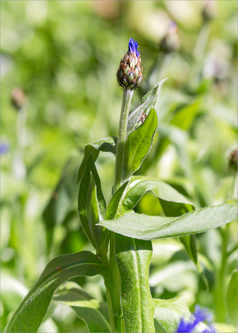 Image of Centaurea montana specimen.