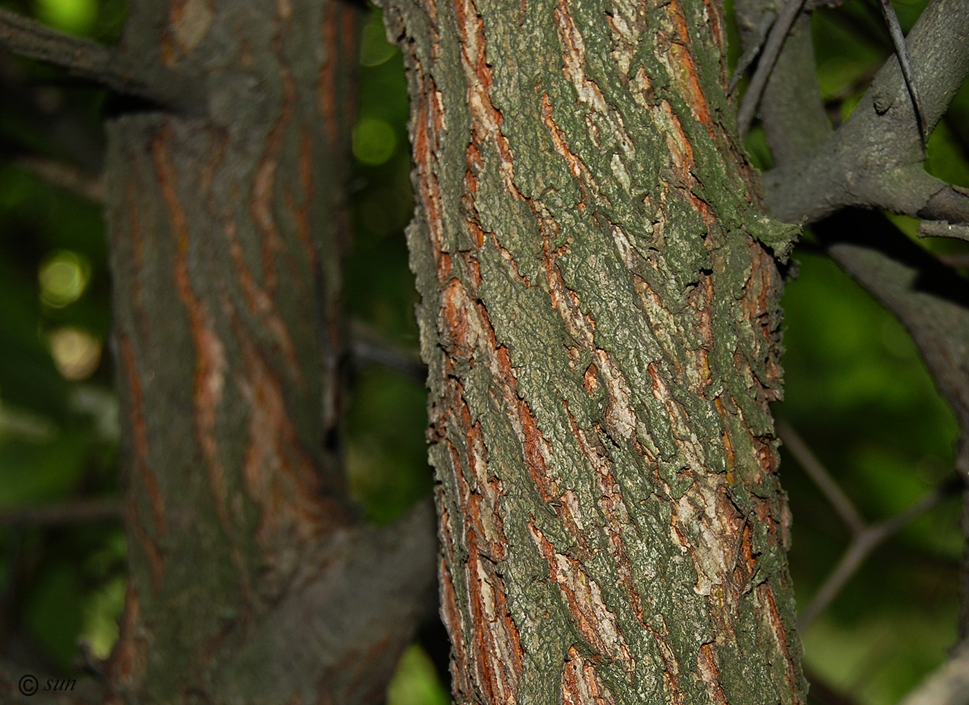 Image of Crataegus submollis specimen.