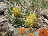 Astragalus aschuturi