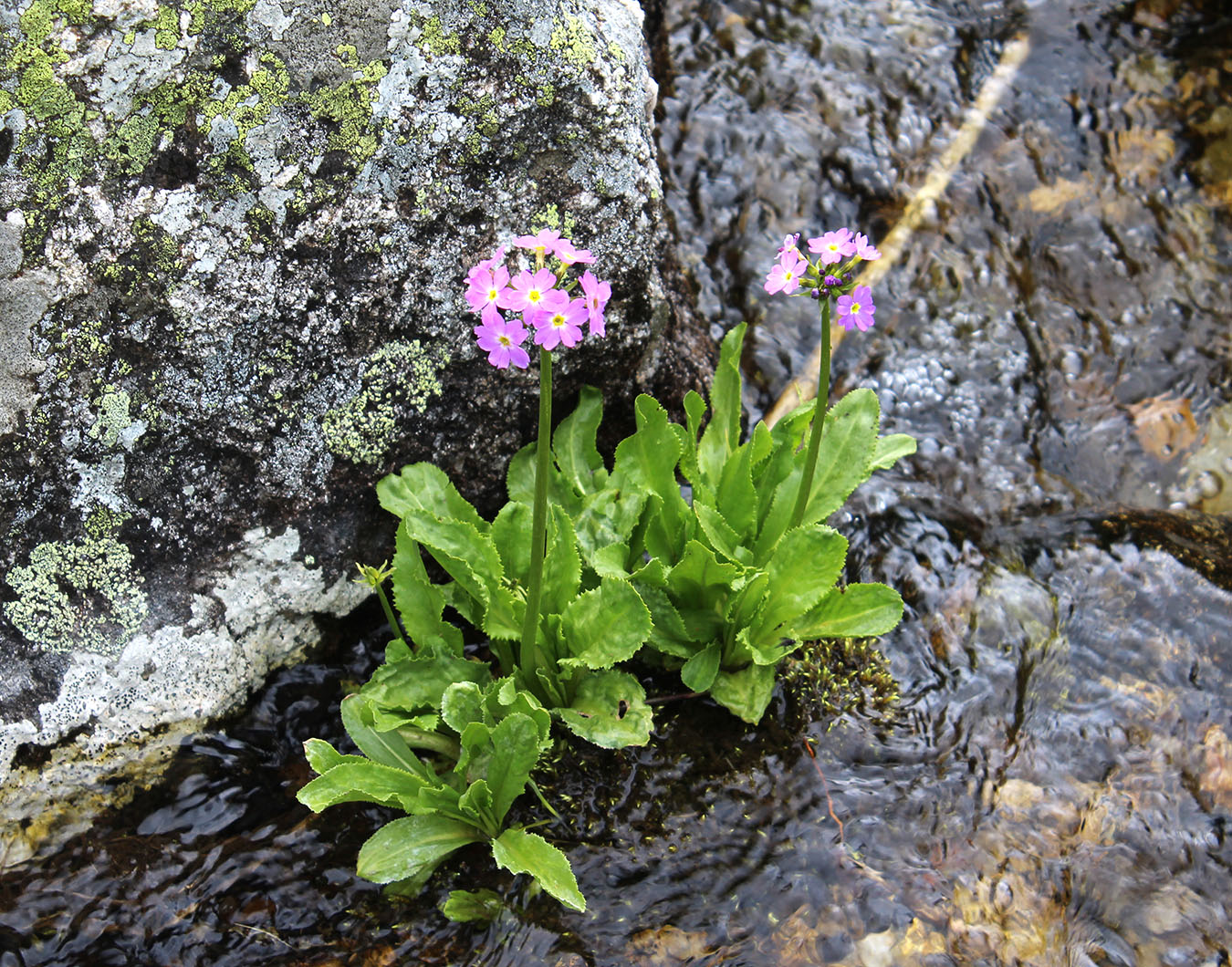 Image of Primula auriculata specimen.