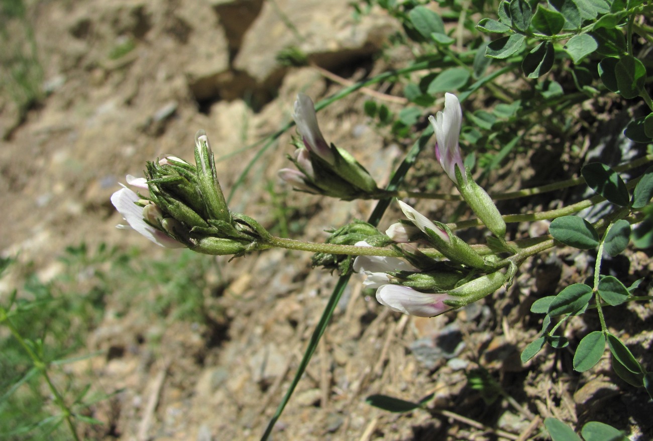 Image of Astragalus demetrii specimen.