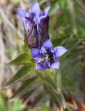 Gentiana fischeri