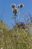 Echinops spinosissimus subspecies bithynicus. Верхушка цветущего растения. Греция, о-в Крит, ном Ханья (Νομός Χανίων), дим Киссамос (Κίσσαμος), травянисто-кустарниковое сообщество на склоне холма. 20 июня 2017 г.