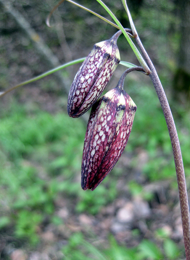 Image of Fritillaria ruthenica specimen.