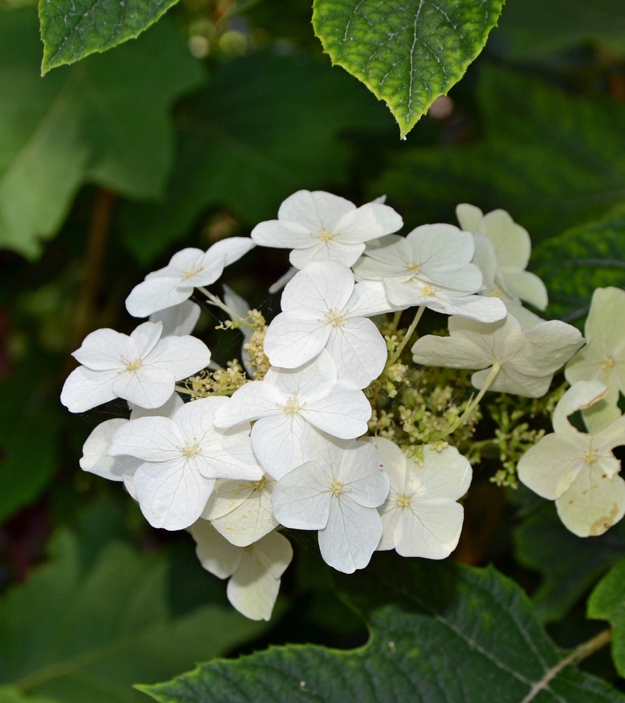 Image of Hydrangea quercifolia specimen.