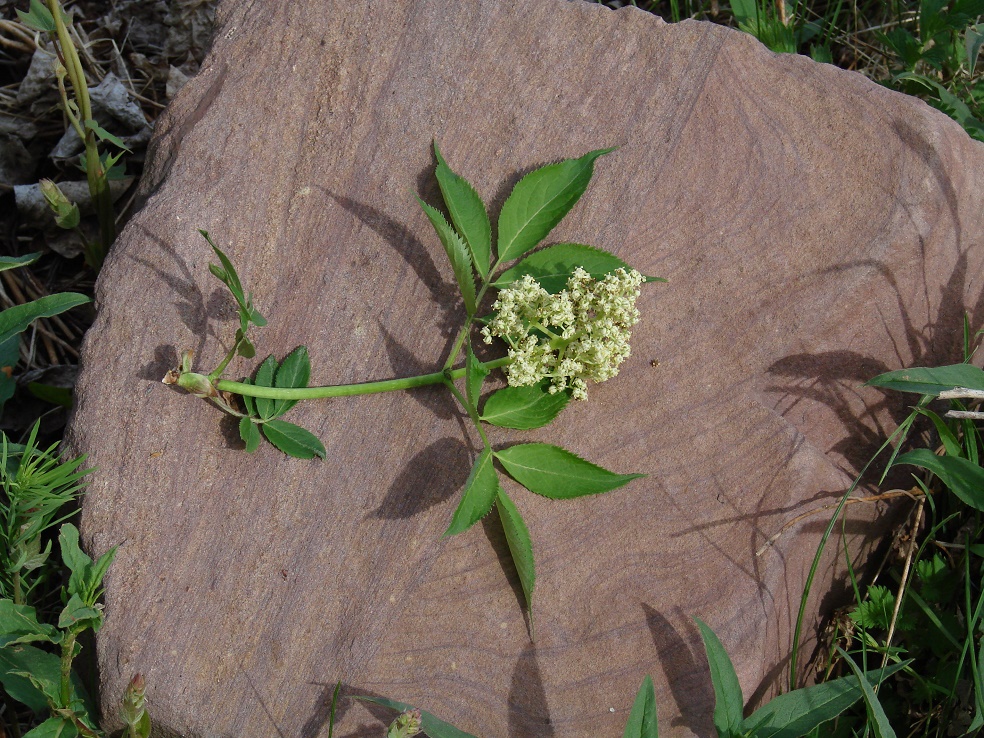 Image of Sambucus sibirica specimen.