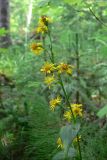 Solidago virgaurea. Соцветие. Свердловская обл., Североуральский городской округ, окр. пос. Крутой Лог, бывшая дер. Высотинка, смешанный лес, берег р. Вагран. 29.07.2017.