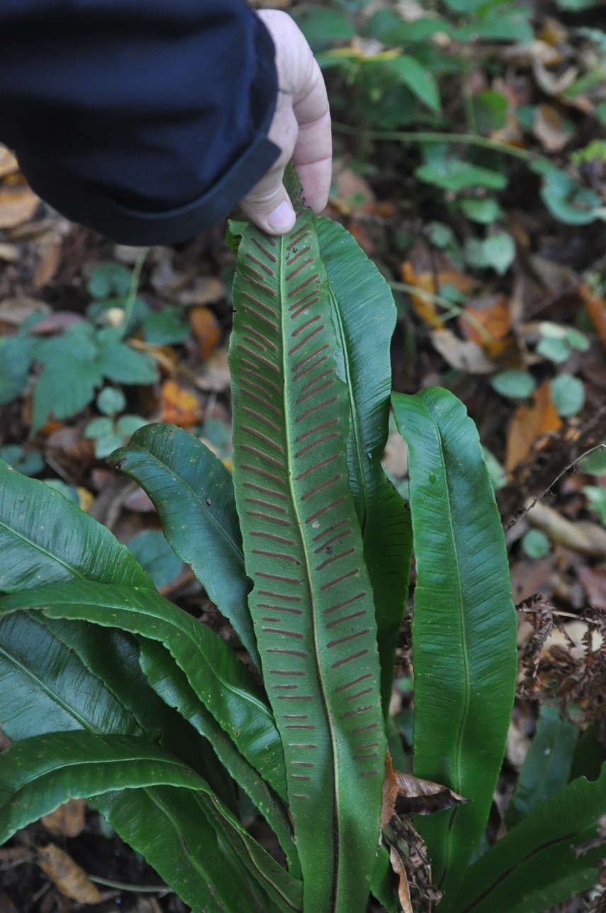 Изображение особи Phyllitis scolopendrium.