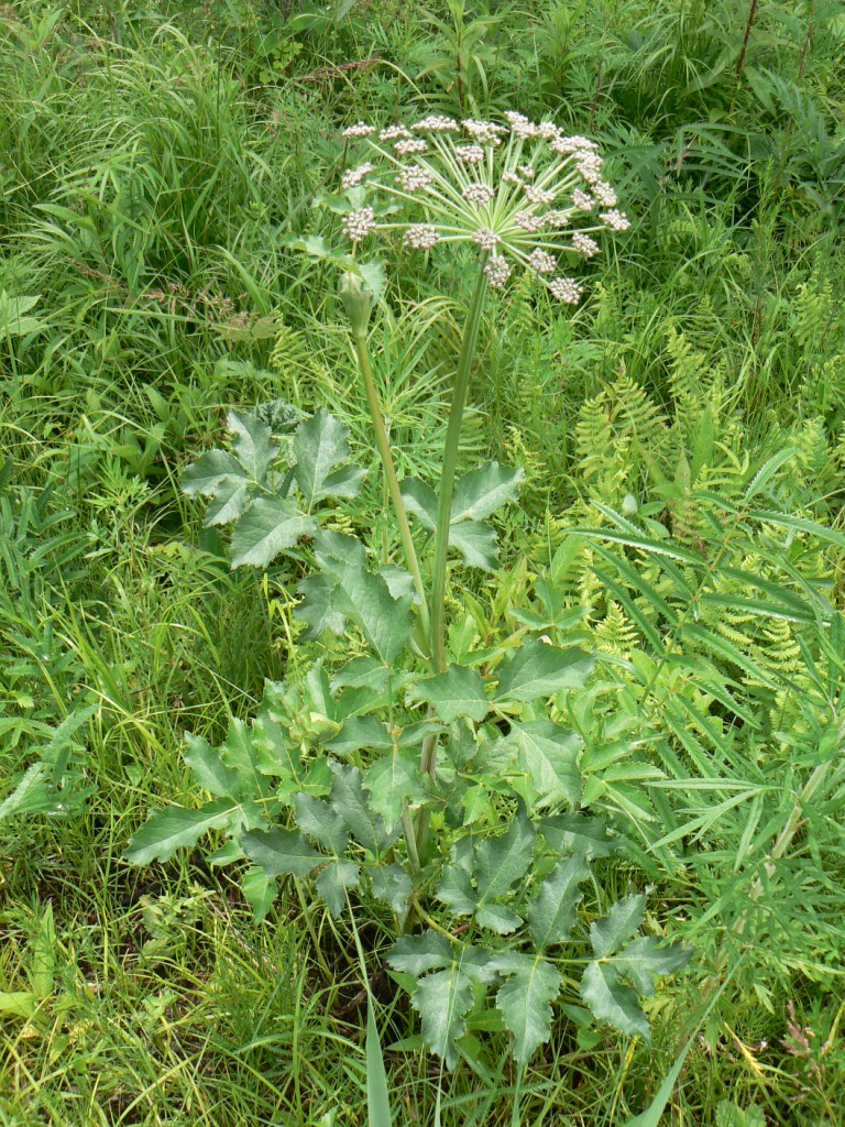 Image of Angelica cincta specimen.