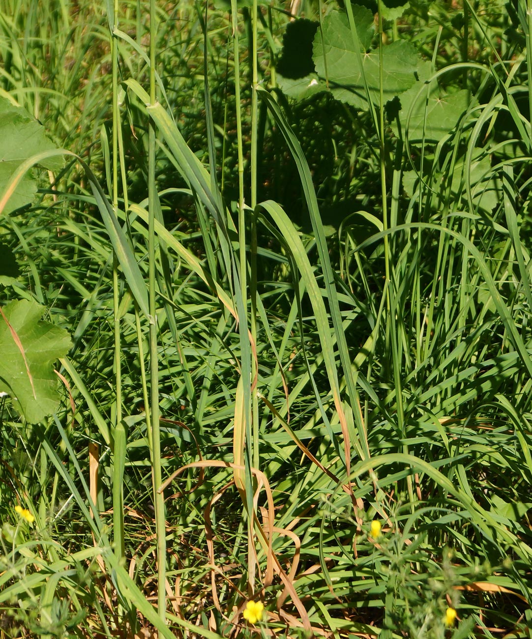 Image of Dactylis glomerata specimen.